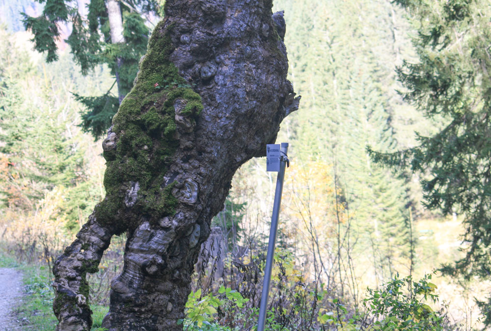 Appartement Kleinwalsertal Boom 1 1000x675px